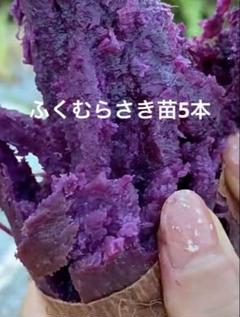 2025年最新】ふくむらさき 苗の人気アイテム - メルカリ