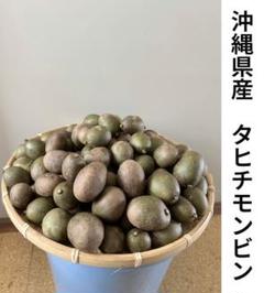 沖縄県産　タヒチモンビン　ケドンドン　タマゴノキ　約5kg 2025年最新】タヒチモンビンの人気アイテム - メルカリ