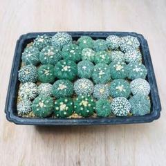 A1458☆オークション販売☆ 5株セット！スーパー兜 Vタイプ
