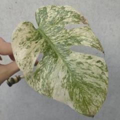 モンステラ　デリシオーサ　ホワイトモンスター　天津蘭　カット モンステラ デリシオーサ ホワイトモンスター 天津蘭 2寸