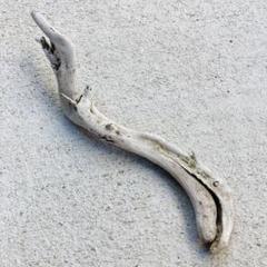 曲がった形状の流木