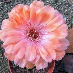 多肉植物 大輪八重咲き・花サボテン ヒカリ・ソフト（3株