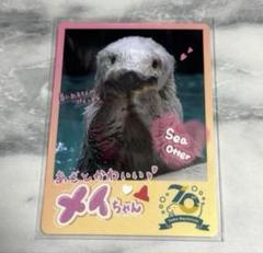 鳥羽水族館 70周年記念 コレクションカード ノーマルカード メイ