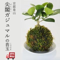 み*ん様 発根済み⬛︎ 白 パンダ ガジュマル ⬛︎ 希少 発根済み ⬛︎ 白 パンダ ガジュマル の葉⬛︎希少 - メルカリ