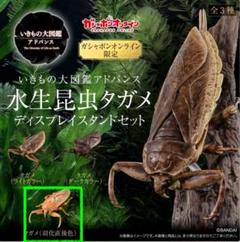 水生昆虫ファイル ①〜③セット 水生昆虫ファイル (3) | 刈田 敏 |本 | 通販 | Amazon