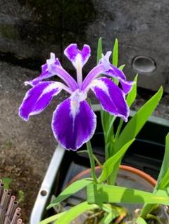 珍しいカキツバタ 舞孔雀 楽天市場】カキツバタ 舞孔雀 4号深 【初夏の水生植物(抽水植物