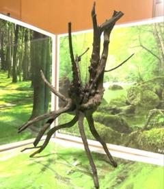 【希少】アクアリウム・パルダリウム向け 特大塊根ブランチウッド流木（約55cm） 2025年最新】ブランチ 流木の人気アイテム - メルカリ