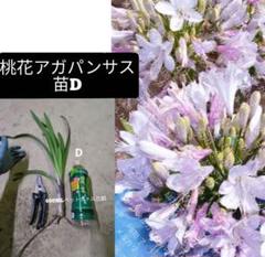 rui！今だけ価格アガパンサス　ピンク混じり④青混じり② 2025年最新】アガパンサス ピンクの人気アイテム - メルカリ