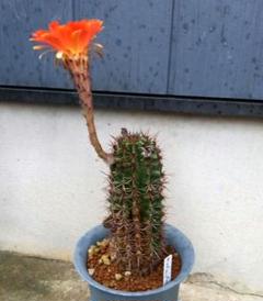 現品】 花サボテン 花柱サボテン シュート - メルカリ
