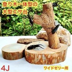 KK様用 クワリウム 天然クヌギ 天然樹 洞 佐賀県産 クワガタ クワリウム カブトムシ 昆虫 樹洞 天然木 止まり木