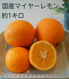 マイヤーレモン(国産レモン)