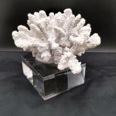 A & B Home サンゴ装飾品 オブジェ 置物(I-2507OB3)