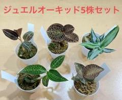 2025年最新】マコデス サンデリアーナの人気アイテム - メルカリ