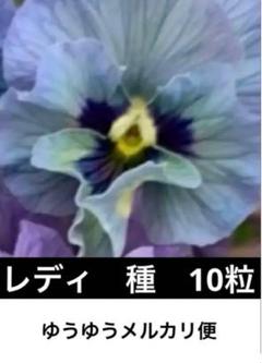 【メルカリ便】　ビオラ　レディ　花　苗 2025年最新】ビオラレディ苗の人気アイテム - メルカリ