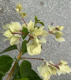 ブーゲンビリア八重オレンジピンクNo905 らくらくメルカリ便発送‼️ ブーゲンビリア苗⭐️珍しい八重咲き⭐️オレンジ① - メルカリ