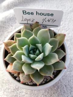 LaPaz×リンゼアナ Beehouse苗