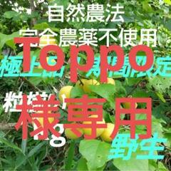 極上品！ 完全農薬不使用(自然農法) 手摘み完熟直前梅 野生