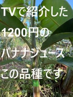 【お気に入り】 220cm,バナナ、巨大苗◇TV絶賛バナナジュース＝ドワーフナムワ 果樹