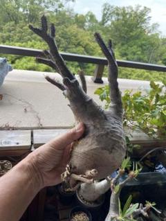 グラキリス新着現地球 大きめ - メルカリ