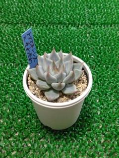 002【そわそわ】おらいさん苗 ミックスベリア 成長記録 多肉植物