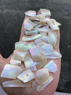 大型夜光貝　ヤコウ貝　まとめ売り　12個　15kg アクセサリー　ルアー 大型夜光貝 ヤコウ貝 まとめ売り 15個 17kg アクセサリー ルアー