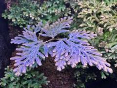 セラギネラ サイアメンシス Selaginella siamensis（セラギネラ サイアメンシス）の育て方