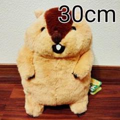 m97513663236_1.jpg?1749221881