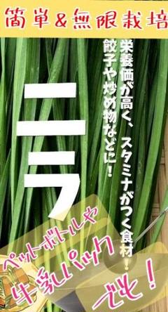 まき時!大葉ニラ60粒【固定種】便利!何度も収穫でき、失敗しらずな万能薬味!