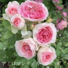 つる薔薇 特大苗 アミロマンティカ 四季咲き 中輪 - メルカリ