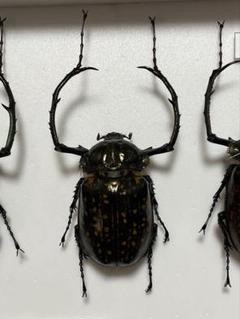 2025年最新】テナガコガネの人気アイテム - メルカリ