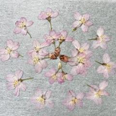 押し花 押し花 NO.887 桜 - メルカリ
