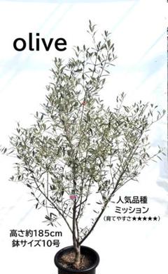 2025年最新】オリーブの木 10号 観葉植物の人気アイテム - メルカリ