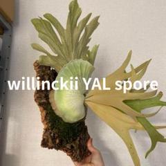 【訳あり特別価格】P.YAL spore pup/ビカクシダ 訳あり特別価格】P.YAL spore pup/ビカクシダ - メルカリ