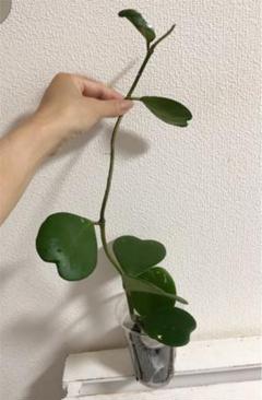 ホヤ カーリーの中古 未使用品を探そう メルカリ