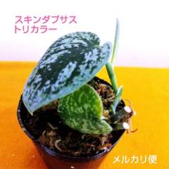 スキンダプサス　セット　 A1 スキンダプサス セット A1 - メルカリ