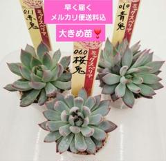2025年最新】ブルーバニラ 多肉の人気アイテム - メルカリ