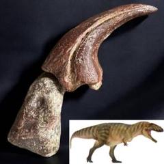 カルカロドントサウルス フットクロウ 関節 かぎ爪 化石 恐竜 1345 カルカロドントサウルス フットクロウ 関節 かぎ爪 化石 恐竜