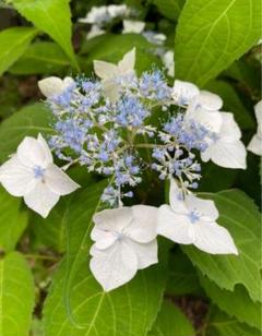 ぶんぶく茶釜　激レア紫陽花「くるくる」挿し穂3本＋おまけ アジサイカット苗 紫陽花 あじさい 挿木苗 3本（根付き・抜き苗） - メルカリ
