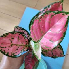 アグラオネマ バレンタイン