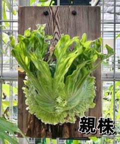 P.wandee dwarf & curl ビカクシダ　ワンダエ　ドワーフ ワンダエ ドワーフ アンド カーリング 2 P.wandae 'Dwarf