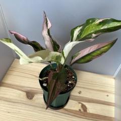 アンスリウム　フーケリー　斑入り　ピンク Anthurium アンスリウム フーケリー 斑入り 組織培養（TC）株 ビトロ苗瓶