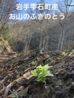 岩手雫石町産天然お山のふきのとう 300g〜
