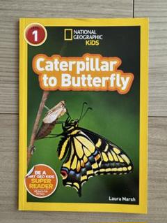 新品英語絵本　Caterpillar to Butterfly