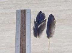 鳥の羽根・ヘキサン・激レア