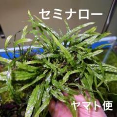 2025年最新】ミクロソリウムセミナローの人気アイテム - メルカリ