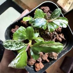 ブセファランドラ Variegata 連結株 株分け可能 大型 - メルカリ