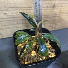 Bucephalandra 