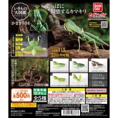 2025年最新】カマキリ 標本の人気アイテム - メルカリ