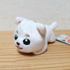 楽天市場】銀魂 定春ぬいぐるみの通販