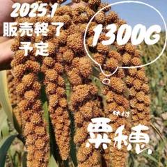 3000g 超お得ボリュームパック 無農薬 赤粟の穂 小鳥 インコ 餌 おやつ 楽天市場】長崎県産 赤粟の穂【1個あたり815円・1セット(12個